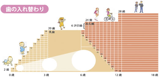 小児歯科、発育歯科