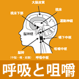 呼吸と咀嚼